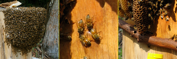 bees swarming